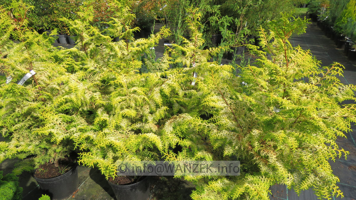 Chamaecyparis obtusa Lucas 80cm.JPG